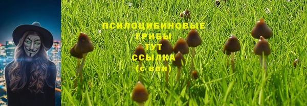 крисы Алзамай